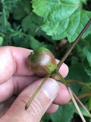 Ampelomyia vitispomum