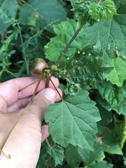 Ampelomyia vitispomum