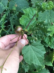 Ampelomyia vitispomum