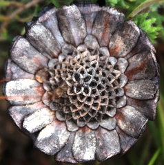 Protea piscina
