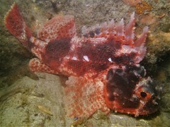Scorpaena sumptuosa
