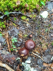 Cortinarius evernius