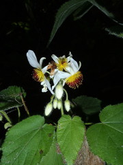 Sparrmannia africana