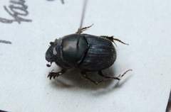 Onthophagus taurus