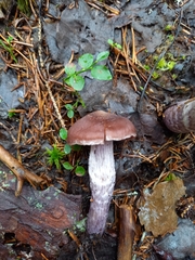 Cortinarius evernius