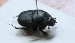 Onthophagus taurus