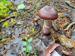 Cortinarius evernius