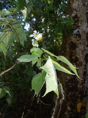 Sparrmannia africana