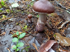 Cortinarius evernius