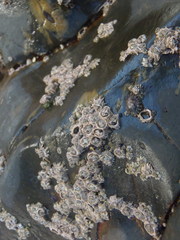 Chthamalus dentatus