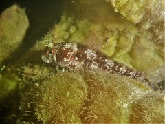 Parablennius postoculomaculatus