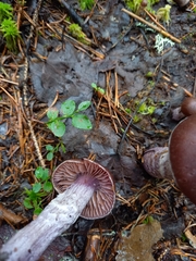 Cortinarius evernius
