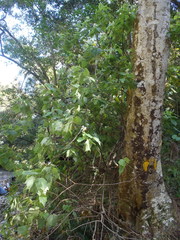 Sparrmannia africana