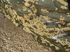 Chthamalus dentatus