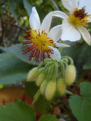 Sparrmannia africana