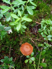 Cortinarius gentilis