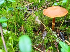 Cortinarius gentilis