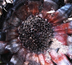 Protea scabra