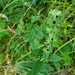photo of Prairie Woundwort (Stachys pilosa)