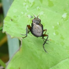Coremacera marginata