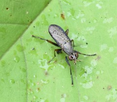 Coremacera marginata