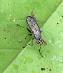 Coremacera marginata