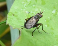 Coremacera marginata