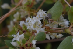 Cuscuta umbellata