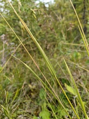 Graphephorum melicoides