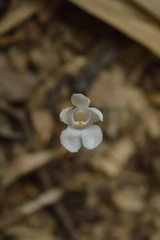 Didymoplexis pallens