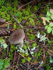 Lactarius mammosus
