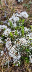 Agathosma bisulca