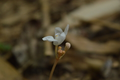 Didymoplexis pallens