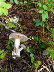 Lactarius mammosus