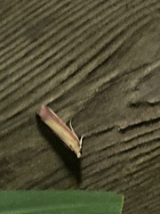 Oncocera semirubella