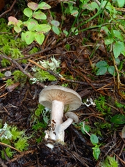 Lactarius mammosus