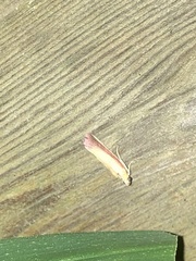 Oncocera semirubella