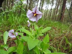 Lycianthes moziniana