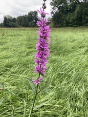 Lythrum salicaria