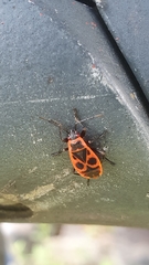 Pyrrhocoris apterus