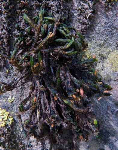 iNaturalist observation photo of Schistidium cinclidodonteum