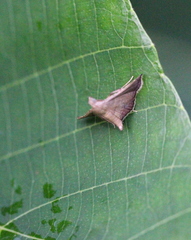 Endotricha repandalis