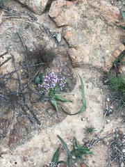 Cyanella