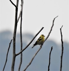 Chloris spinoides