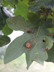 Neuroterus quercusbaccarum