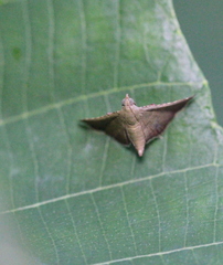 Endotricha repandalis