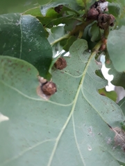 Neuroterus quercusbaccarum