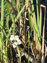 Sagittaria cuneata