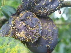 Monilinia fructicola