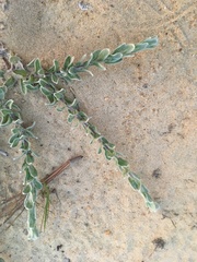 Chrysopsis gossypina